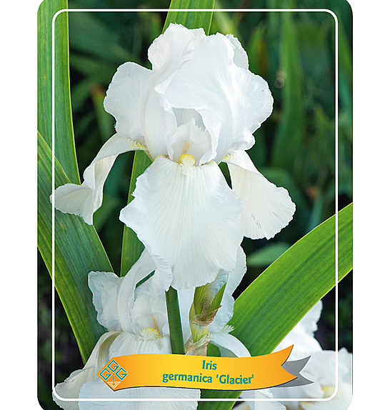 Iris germanica Glacier Ø11