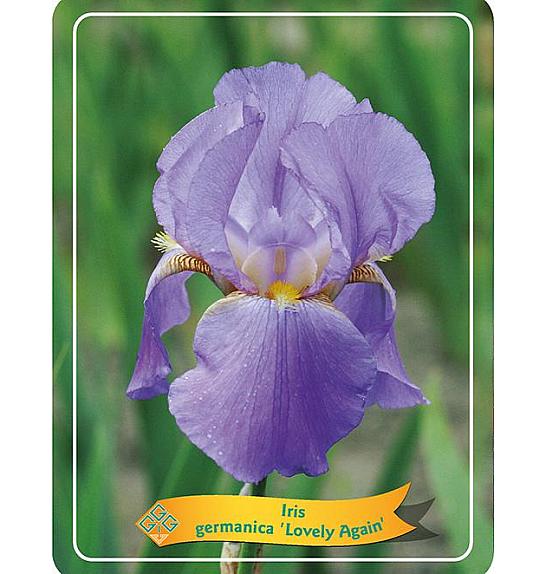 Iris germanica Lovely Again Ø11