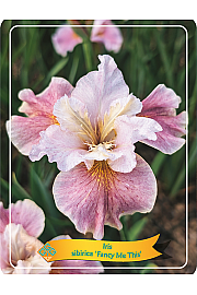Iris sibirica Fancy me this Ø11