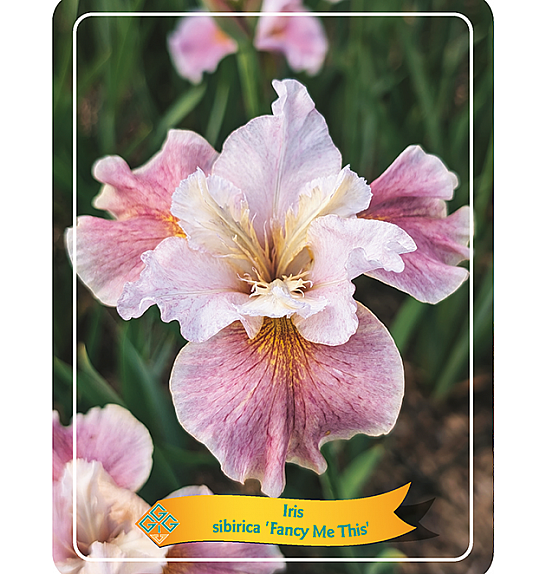 Iris sibirica Fancy me this Ø11