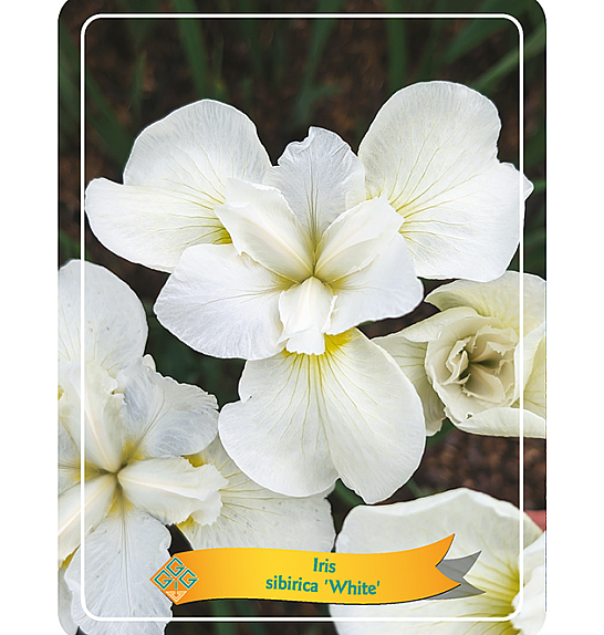 Iris Sibirica White Ø11