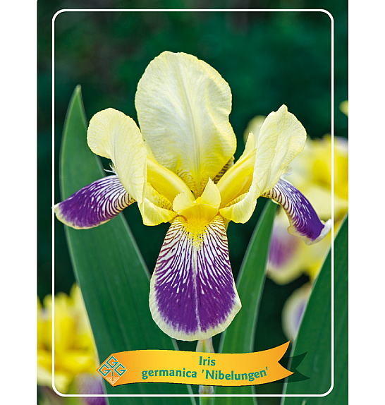 Iris germanica Nibelungen Ø11