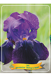 Iris germanica Bishops Robe Ø11