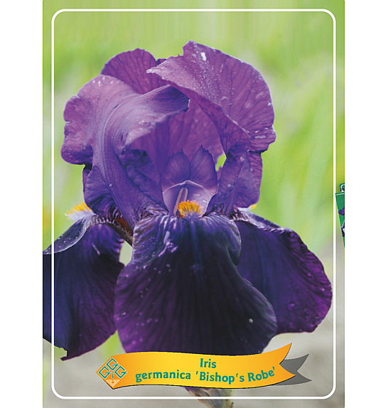 Iris germanica Bishops Robe Ø11