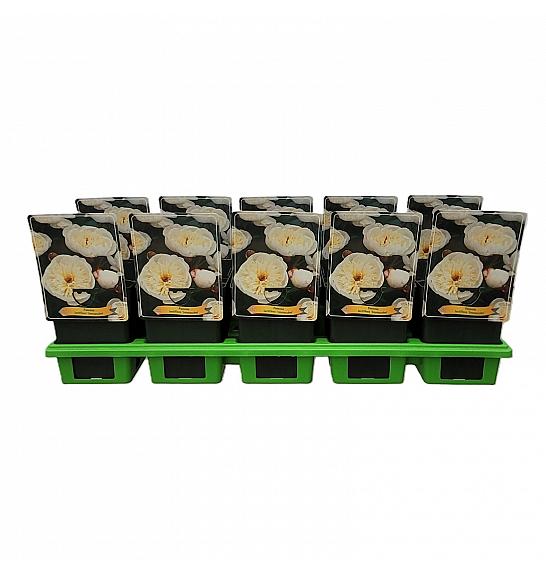 Paeonia lactiflora Immaculee Ø11