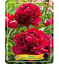 Paeonia lactiflora Adolphe Rousseau Ø11