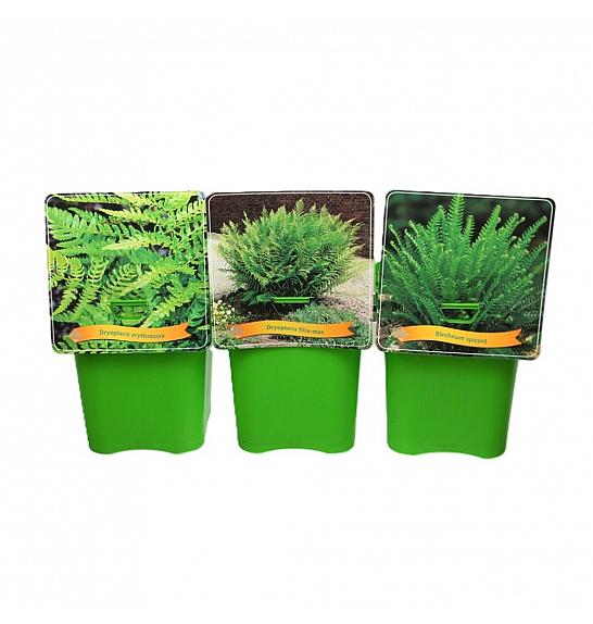 Pteridophyta mix C5 Lit.