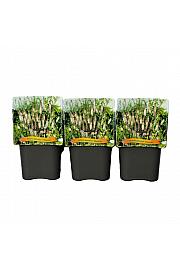 Actaea japonica Cheju-do C5 lit.