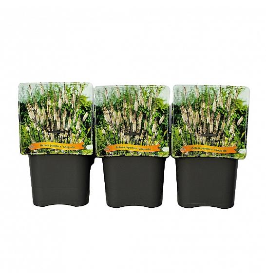 Actaea japonica Cheju-do C5 lit.