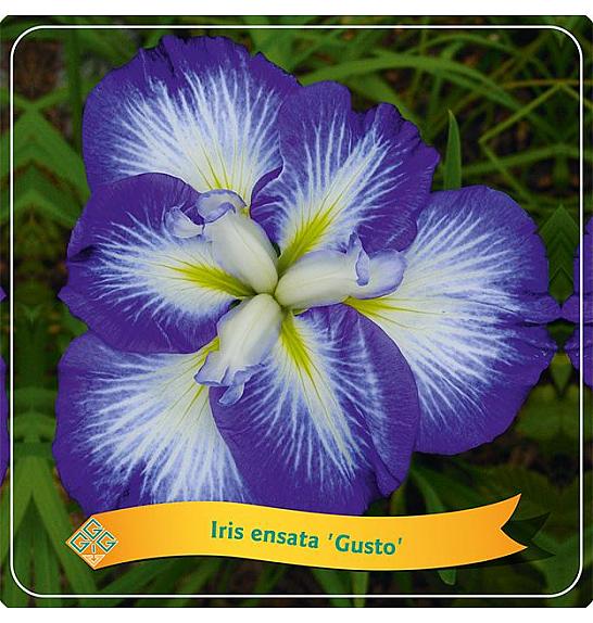 Iris ensata Gusto C5 Lit.