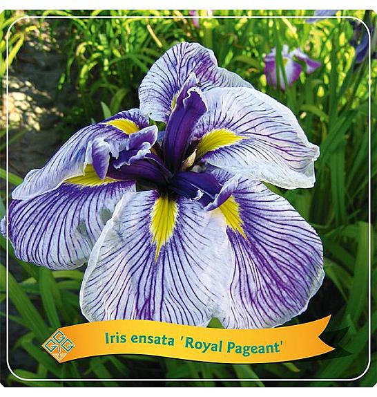 Iris Royal Pageant C5 Lit.