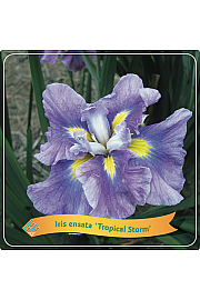Iris ensata Tropical Storm C5 Lit.
