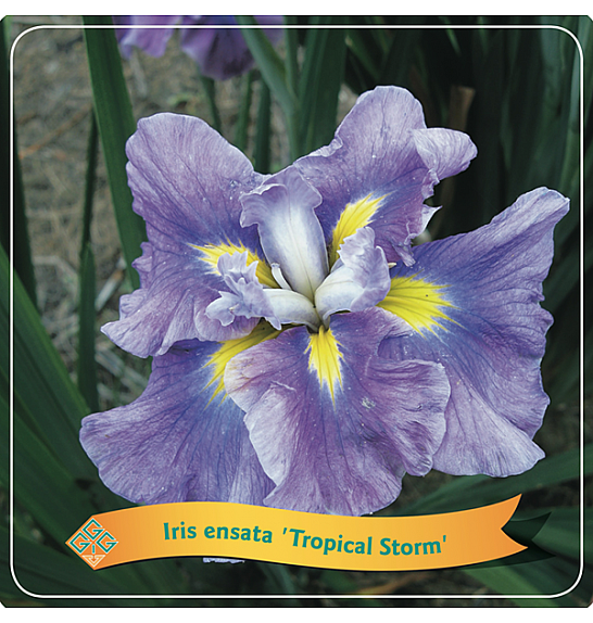 Iris ensata Tropical Storm C5 Lit.