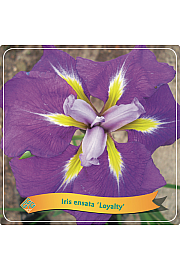 Iris ensata Loyalty C5 Lit.