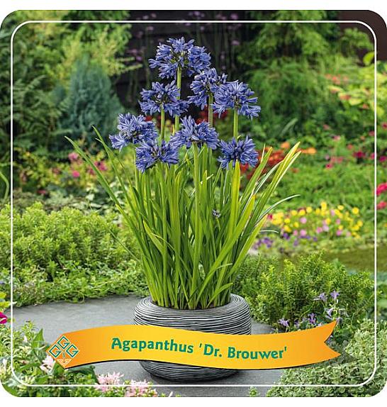 Agapanthus Dr. Brouwer C5 Lit.