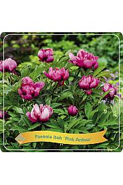 Paeonia itoh Pink Ardour C5 Lit.