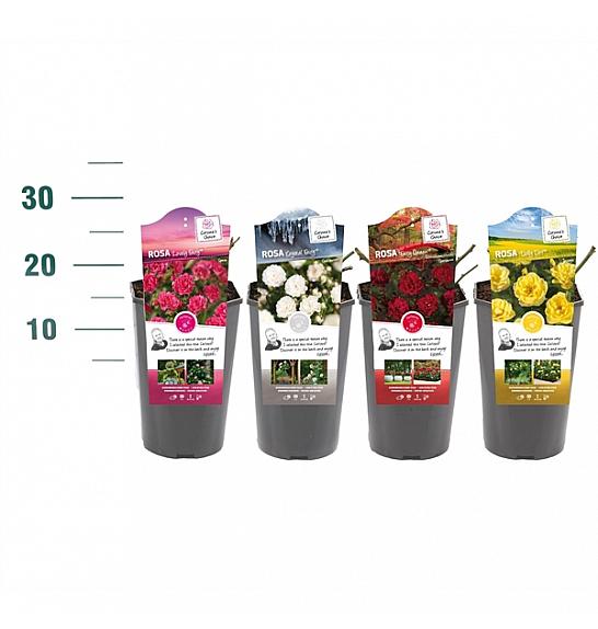 Rosa the Fairy Mix C3 Lit. 10-15 cm