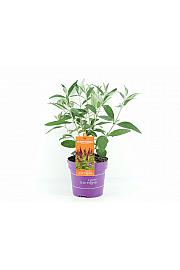 Budleja d. Trippy Pink® C3 Lit. 35-55 cm