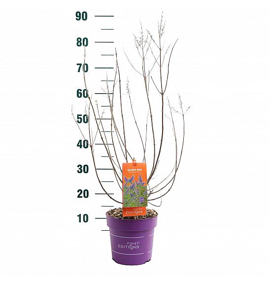 Vitex Queen Bee C3 Lit. 40-60 cm