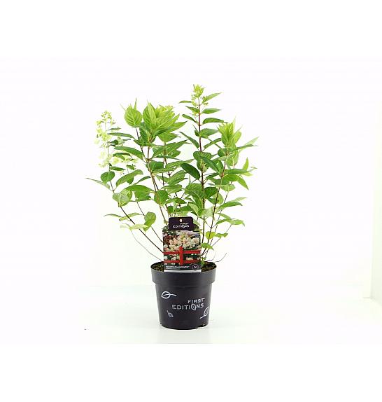 Hortenzija arb. Flower Wow C3 Lit. 30/+ cm