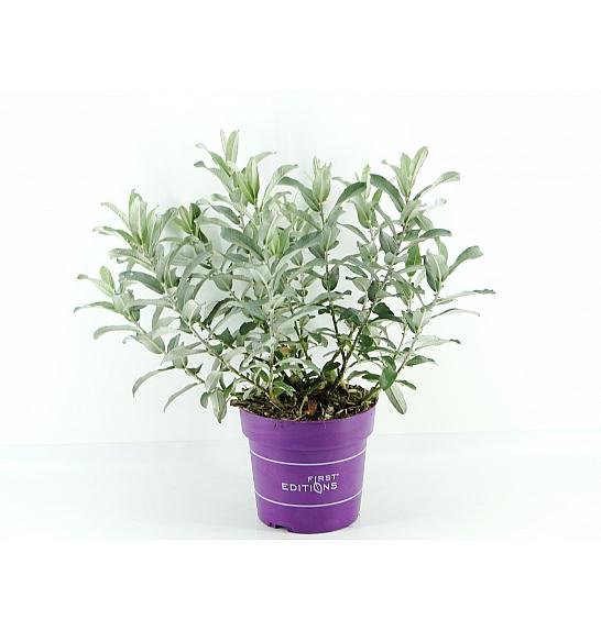 Salix Iceberg Alley C3 Lit. 35-55 cm