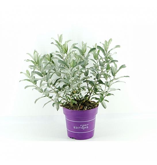 Salix Iceberg Alley C3 Lit. 35-55 cm