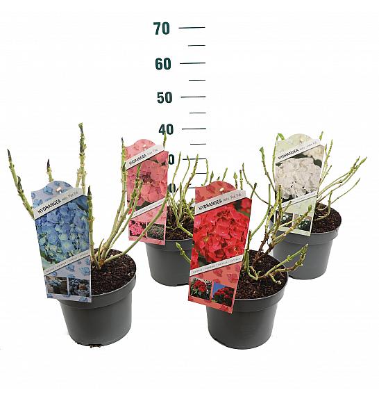 Hydrangea mix C5 Lit. 15-20 cm