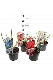 Mješavina hortenzije C5 Lit. 15-20 cm