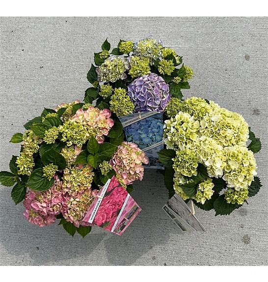 Hydrangea mix C5 Lit. 15-20 cm
