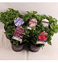 Hortenzija makrofila Forever&Ever® Mix C5 lit. 30-40 cm
