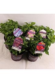 Hortenzija makrofila Forever&Ever® Mix C5 lit. 30-40 cm
