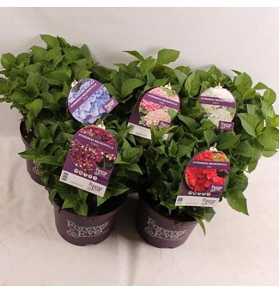 Hortenzija makrofila Forever&Ever® Mix C5 lit. 30-40 cm
