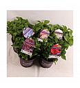 Hortenzija makrofila Forever&Ever® Mix C5 lit. 30-40 cm