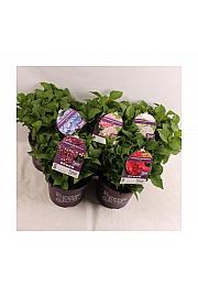 Hortenzija makrofila Forever&Ever® Mix C5 lit. 30-40 cm