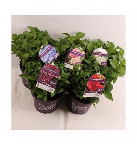 Hortenzija makrofila Forever&Ever® Mix C5 lit. 30-40 cm
