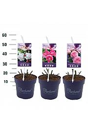 Rosa hybrid Kordes Mix C6 Lit. 30-40 cm