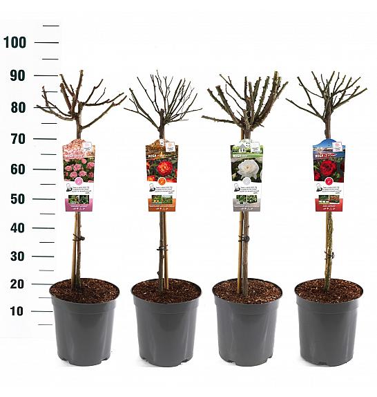 Rosa hybrid Mix Basic Collection C6 Lit. Na steblu 60 cm