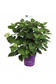 Hydrangea arb. Flower Wow C10 Lit. 50-60 cm