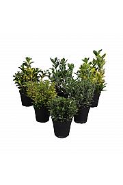 Euonymus Ø9 cm