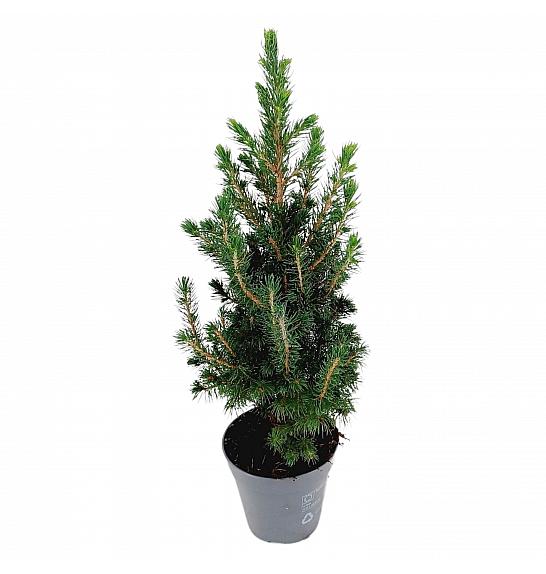 Picea glauca conica C1 Lit. 45-50 cm