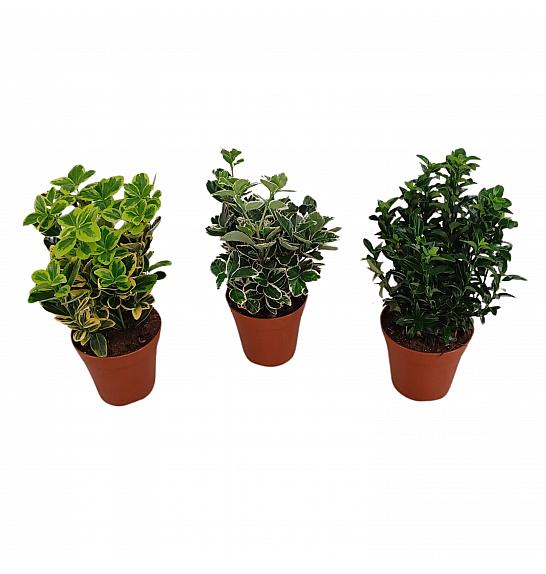 Euonymus Ø13 cm