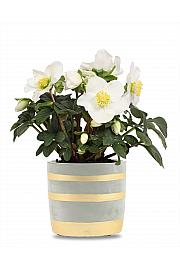 Helleborus niger Božićna priča Ø12 cm LEY