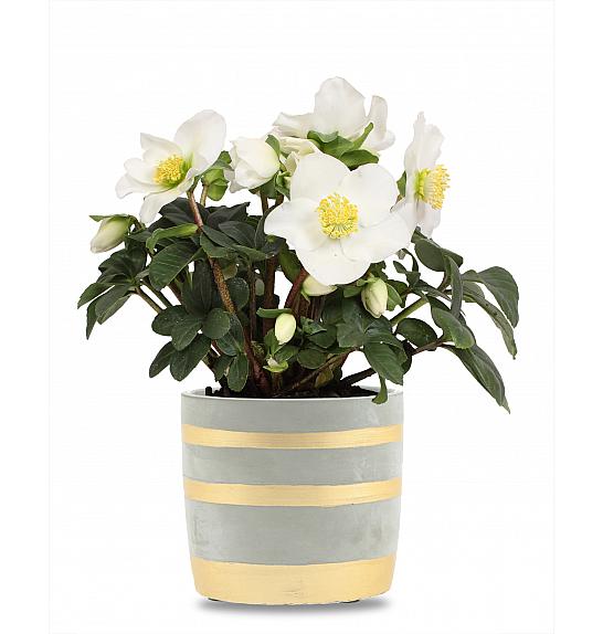 Helleborus niger Božićna priča Ø12 cm LEY