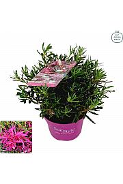 Japanska azaleja Starstyle ® Jorgovana Ø10,5 cm