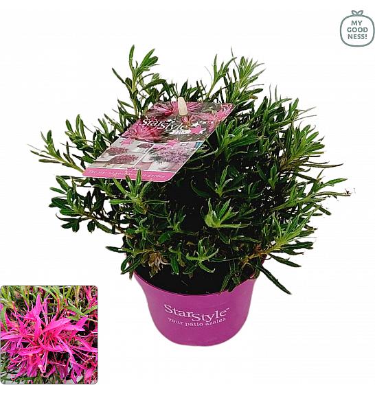 Japanska azaleja Starstyle ® Jorgovana Ø10,5 cm