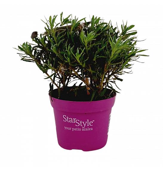 Japanska azaleja Starstyle ® Jorgovana Ø10,5 cm