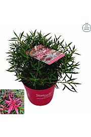 Japanska azaleja Starstyle ® ružičasta Ø10,5 cm