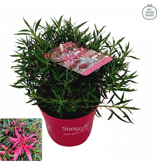 Japanska azaleja Starstyle ® ružičasta Ø10,5 cm