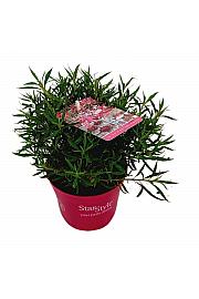 Japanska azaleja Starstyle ® ružičasta Ø10,5 cm