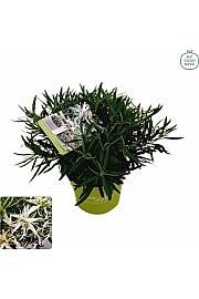 Japanska azaleja Starstyle ® bijela Ø10,5 cm